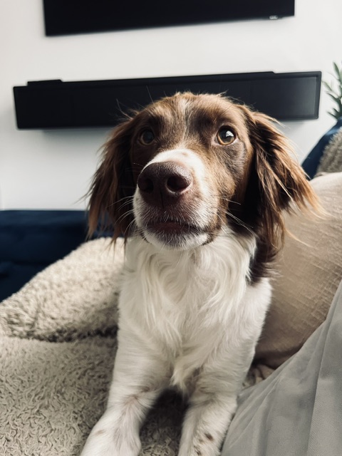 Dog training is a conversation