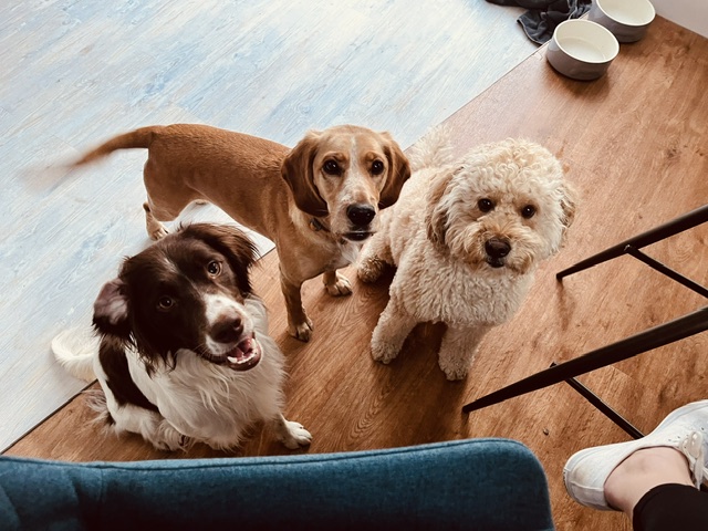 Dog training is a conversation